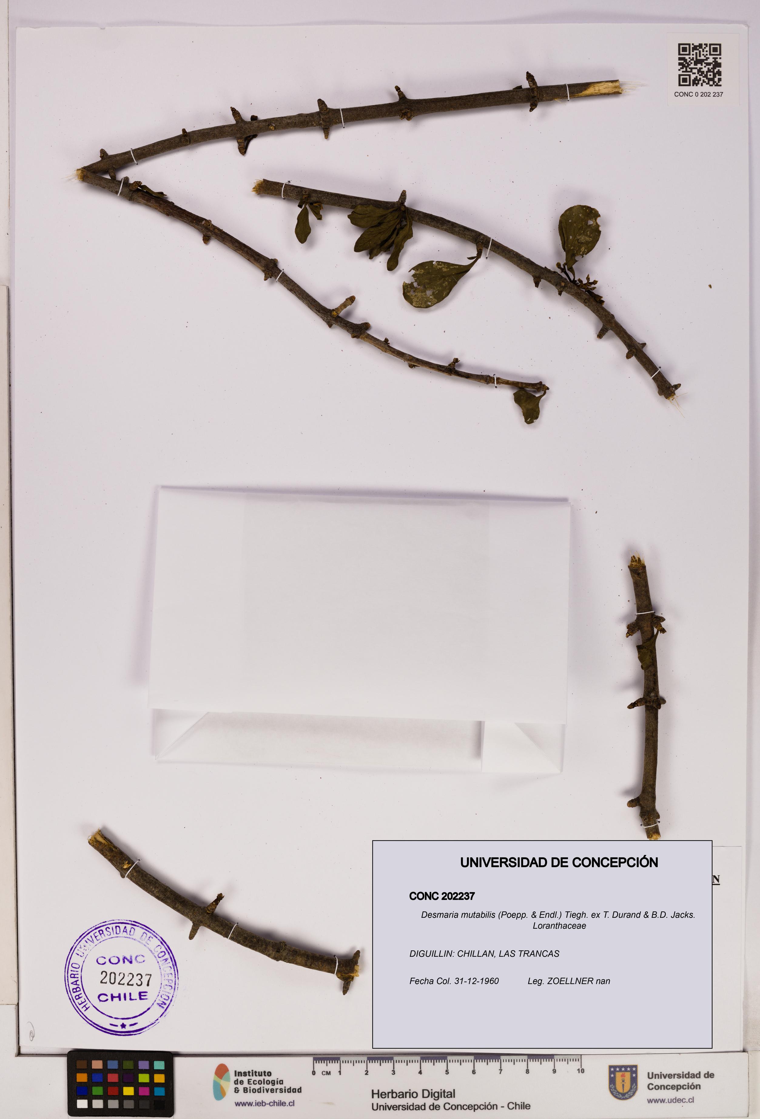 Desmaria mutabilis [Espécimen: UDEC:CONC:0202237]