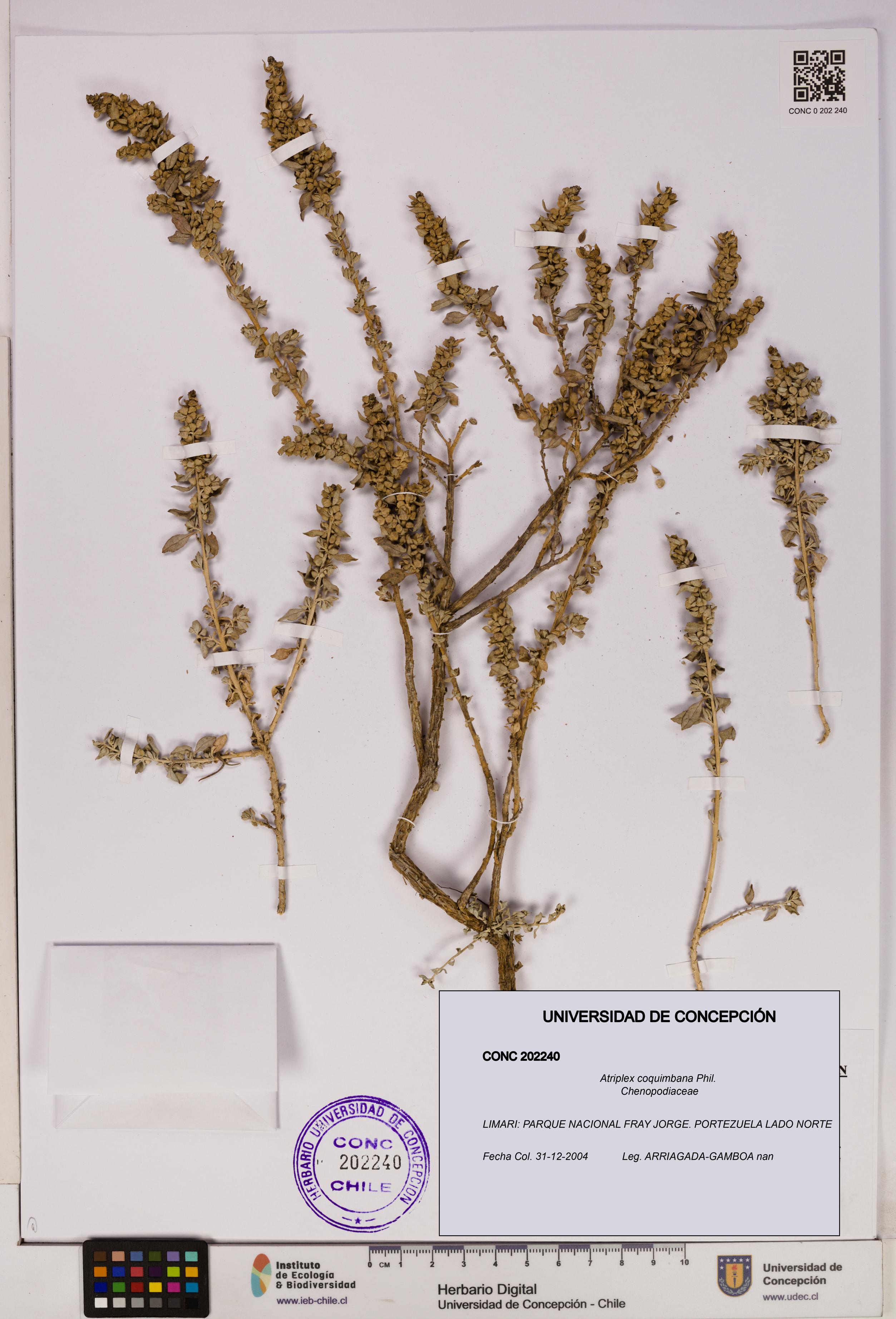 Atriplex coquimbana [Espécimen: UDEC:CONC:0202240]