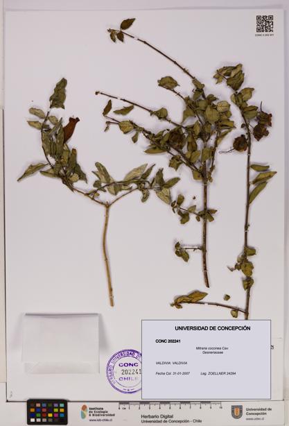 Mitraria coccinea [Espécimen: UDEC:CONC:0202241]