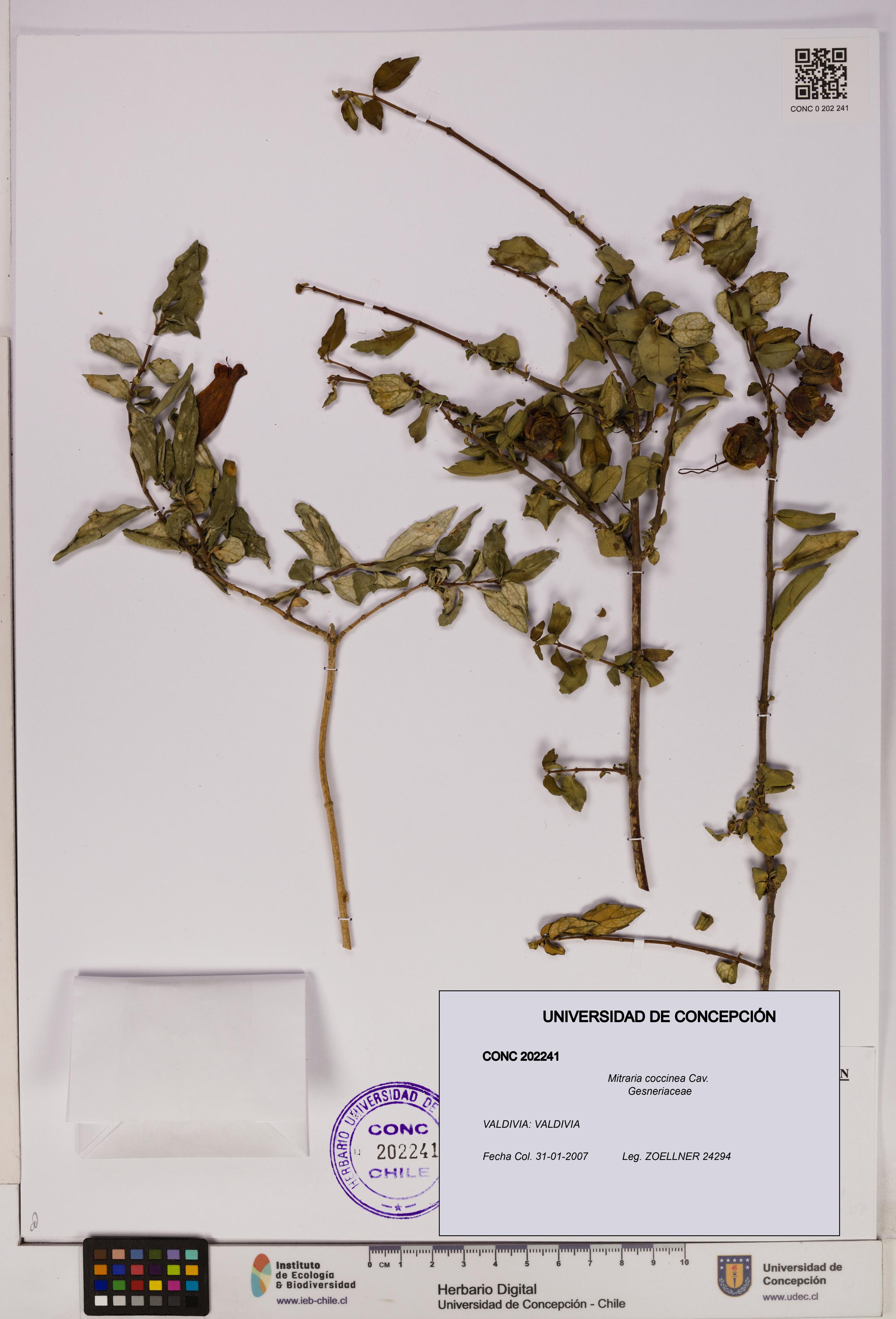 Mitraria coccinea [Espécimen: UDEC:CONC:0202241]