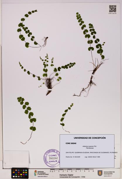 Adiantum pearcei [Espécimen: UDEC:CONC:0202242]