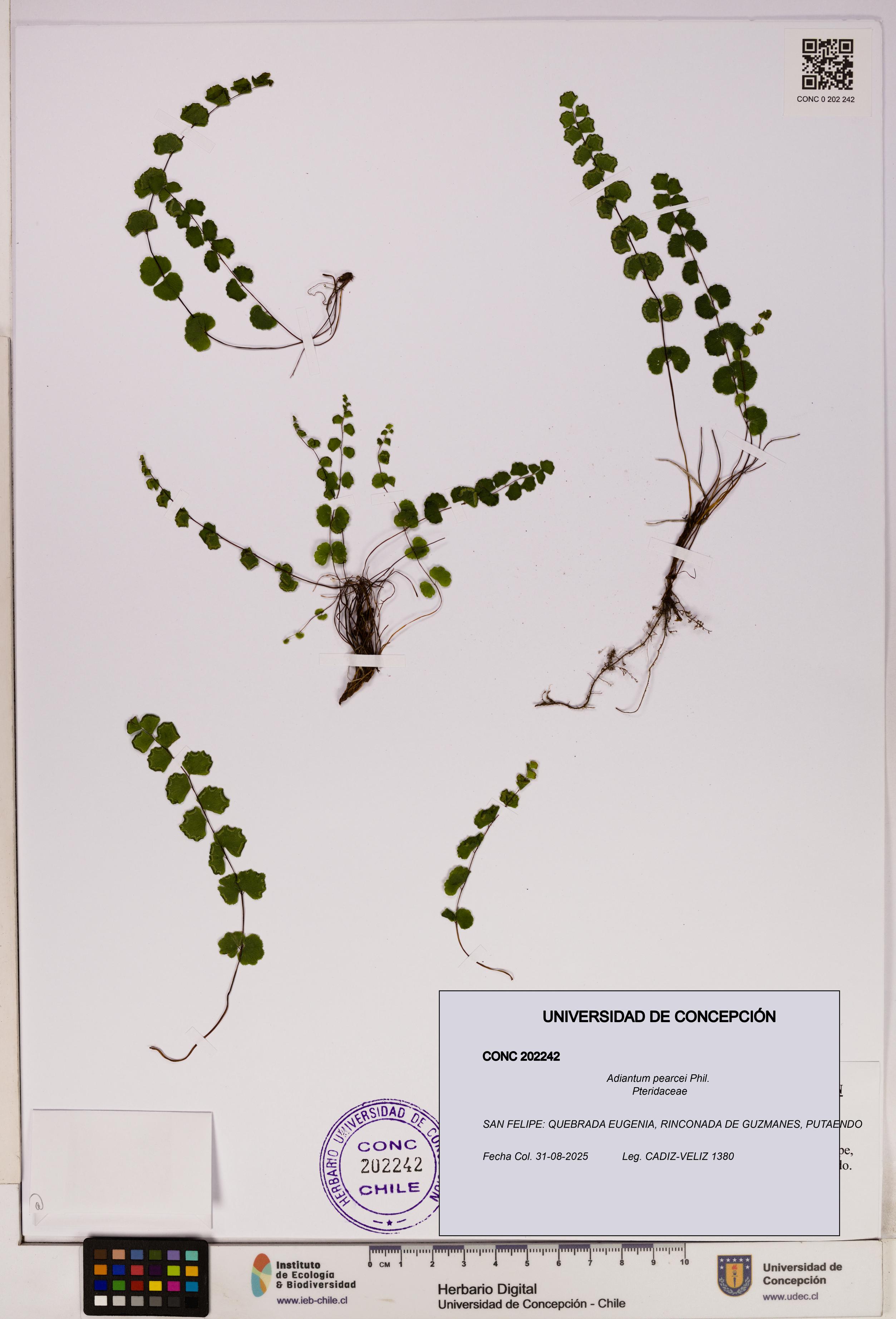 Adiantum pearcei [Espécimen: UDEC:CONC:0202242]