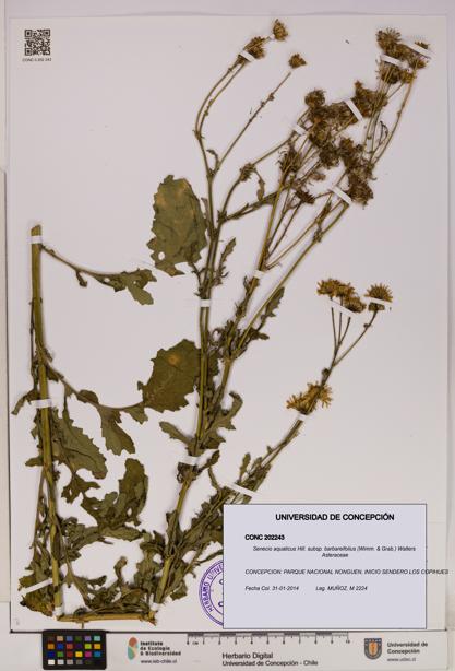 Senecio aquaticus [Espécimen: UDEC:CONC:0202243]