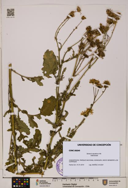 Senecio aquaticus [Espécimen: UDEC:CONC:0202243]