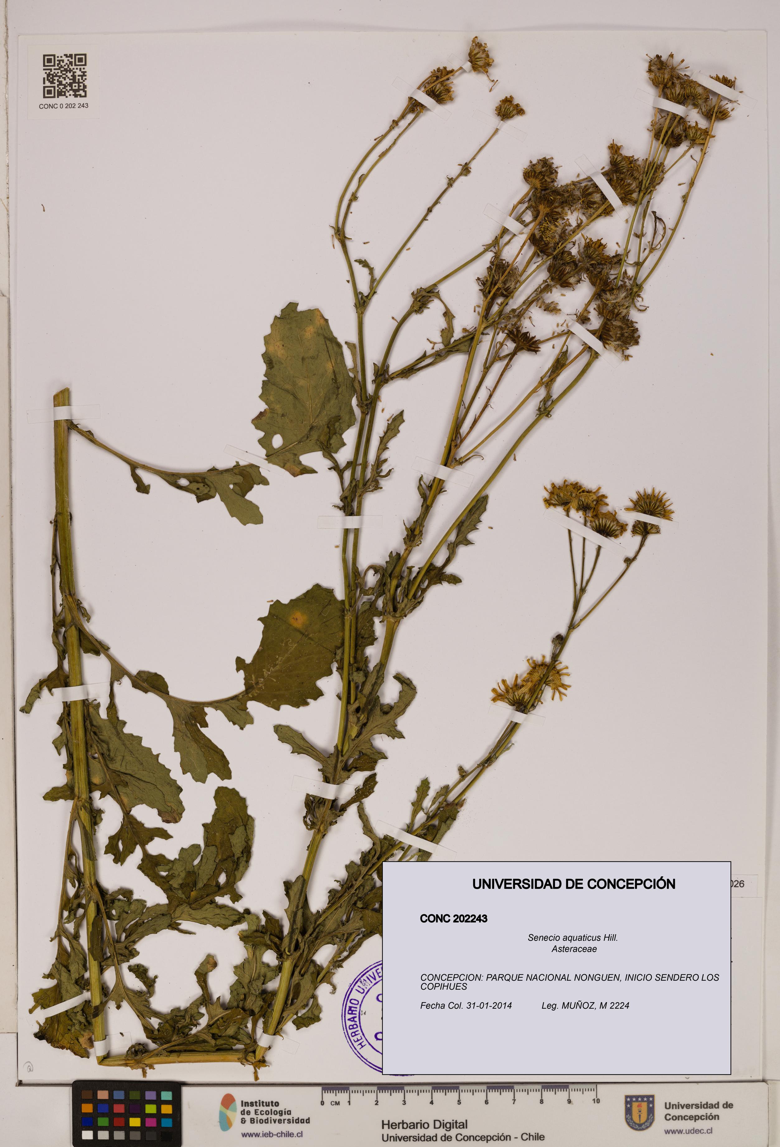 Senecio aquaticus [Espécimen: UDEC:CONC:0202243]