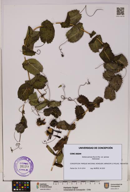 Mutisia spinosa var. spinosa [Espécimen: UDEC:CONC:0202244]