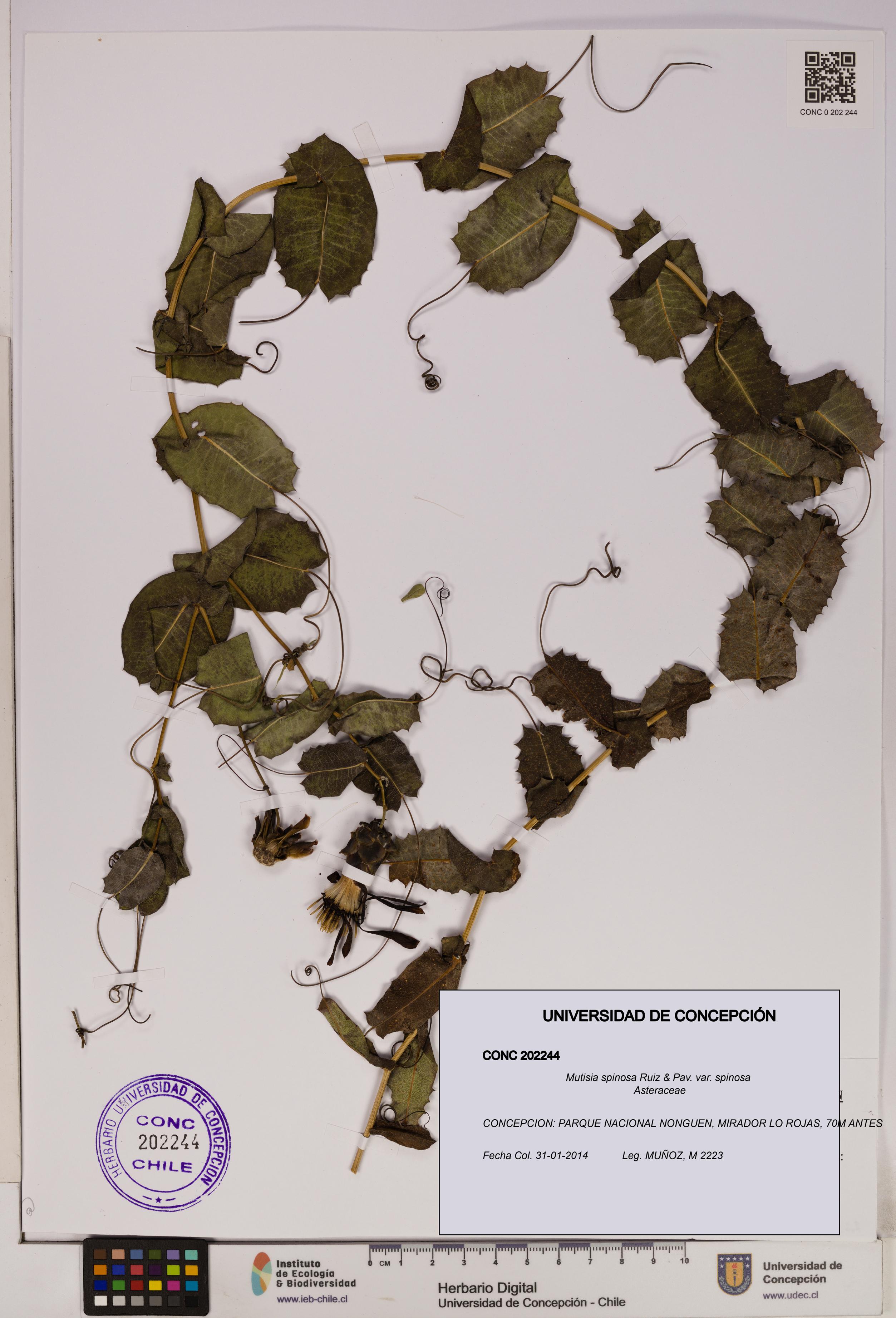Mutisia spinosa var. spinosa [Espécimen: UDEC:CONC:0202244]