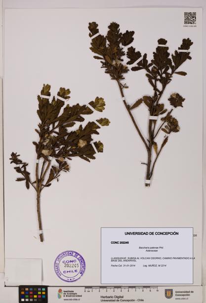Baccharis patagonica [Espécimen: UDEC:CONC:0202245]