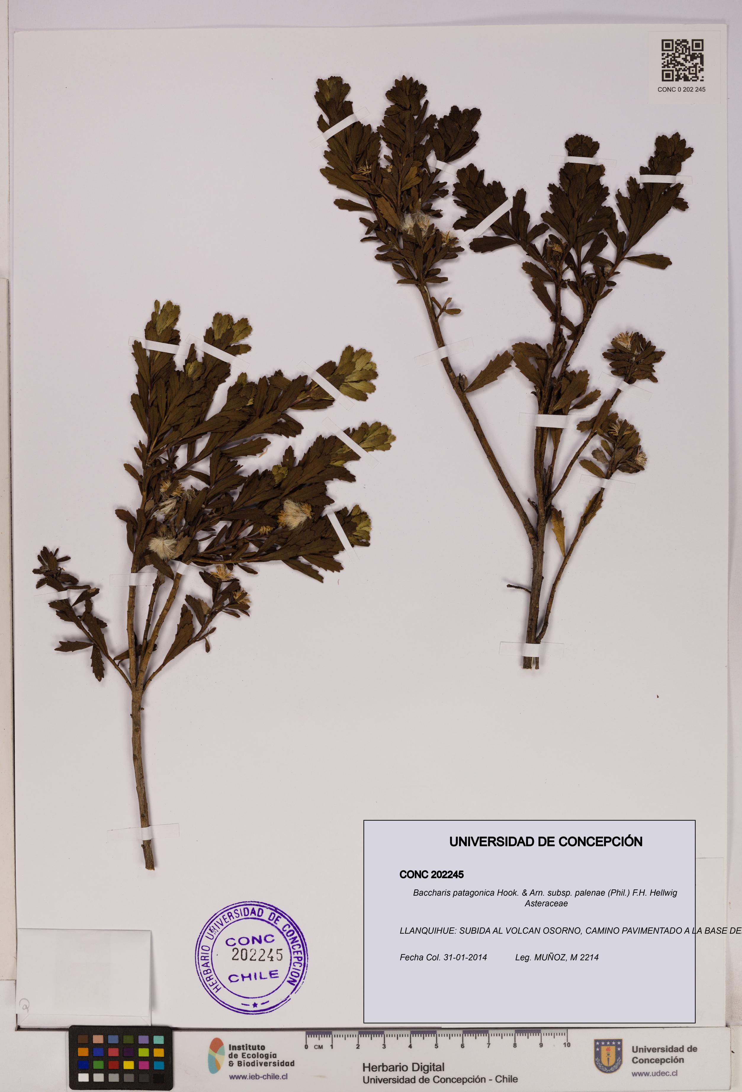 Baccharis patagonica subsp. palenae [Espécimen: UDEC:CONC:0202245]