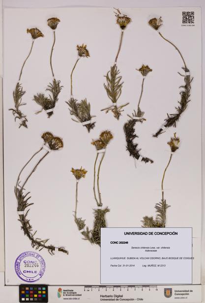 Senecio chilensis var. chilensis [Espécimen: UDEC:CONC:0202246]
