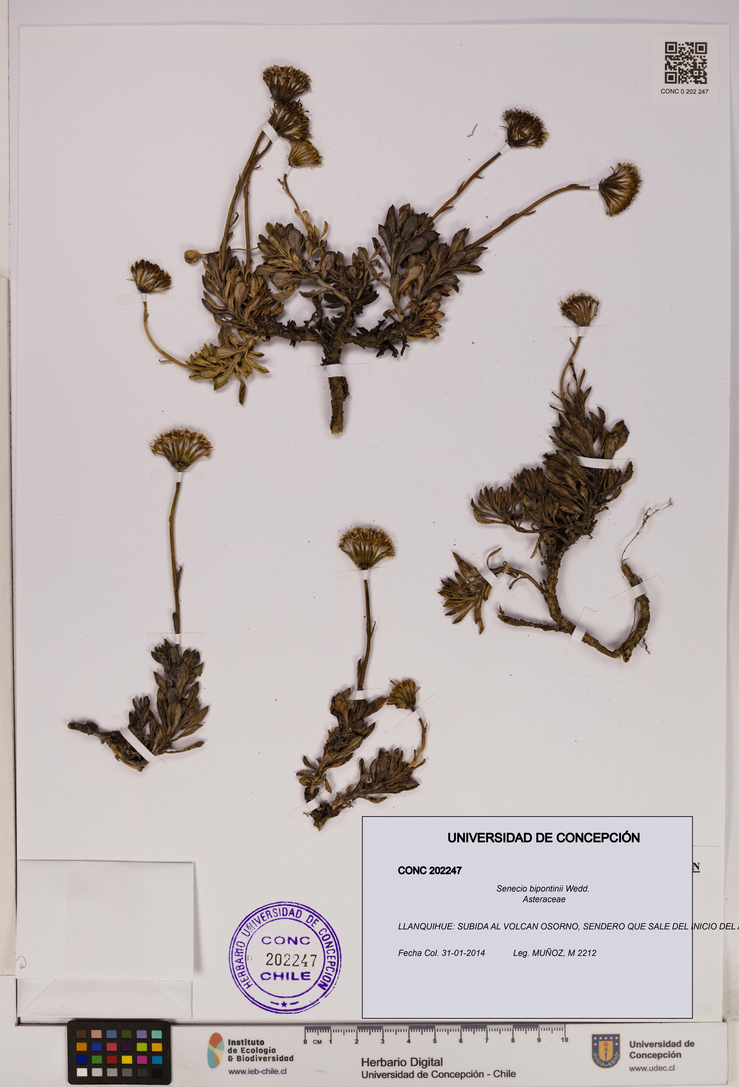 Senecio bipontinii [Espécimen: UDEC:CONC:0202247]