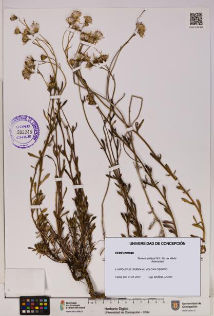 Senecio philippii [Espécimen: UDEC:CONC:0202248]