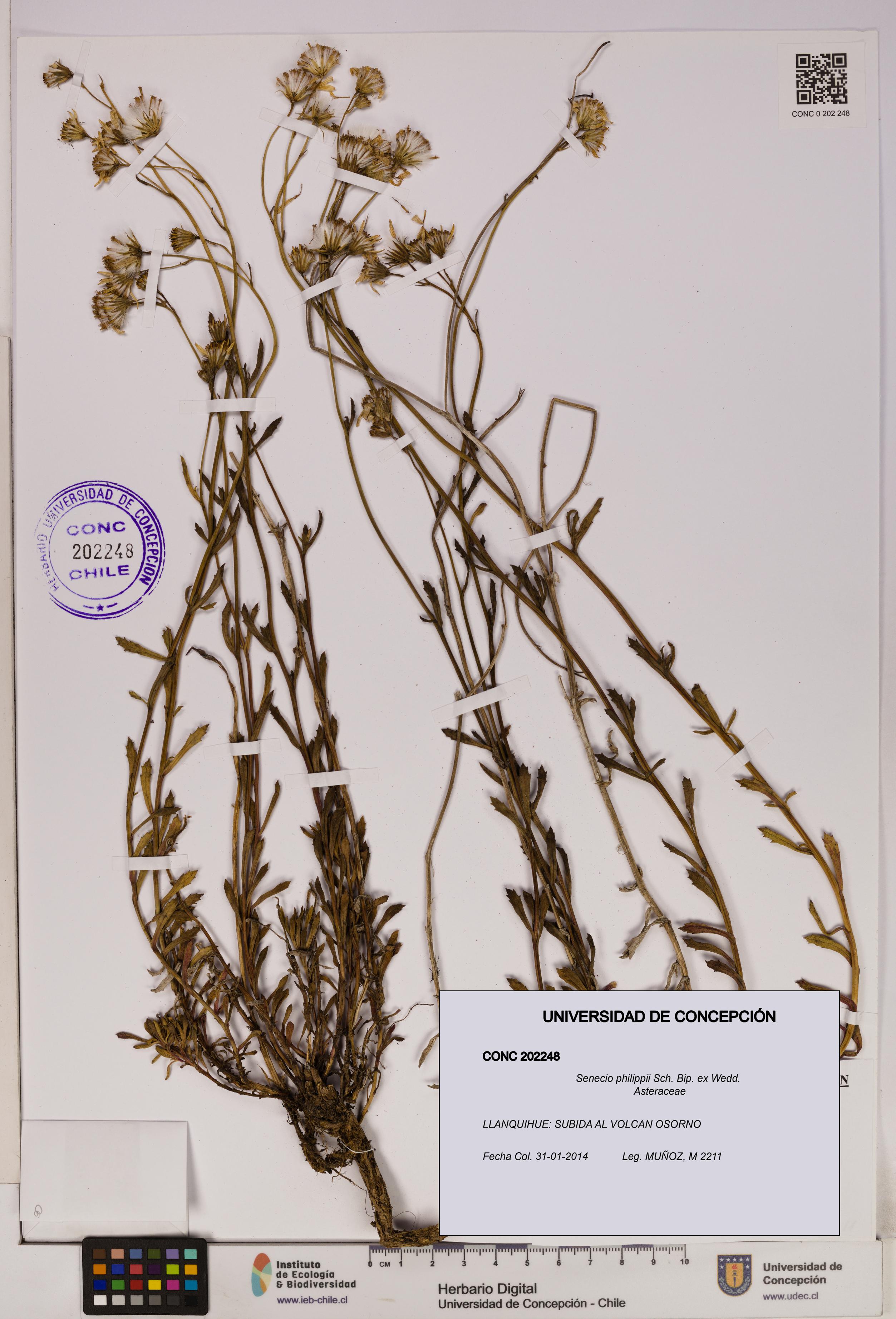 Senecio philippii [Espécimen: UDEC:CONC:0202248]