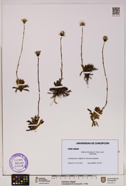 Senecio trifurcatus [Espécimen: UDEC:CONC:0202249]
