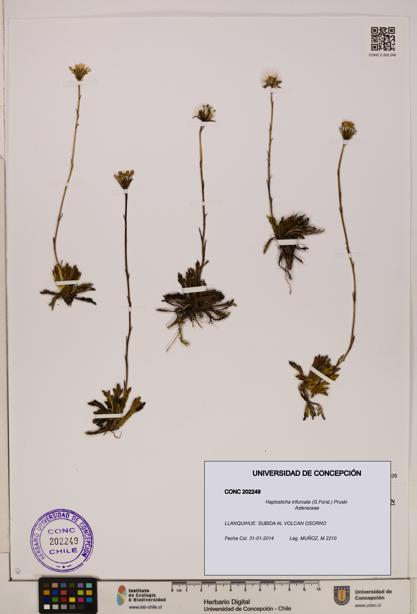 Haplosticha trifurcata [Espécimen: UDEC:CONC:0202249]