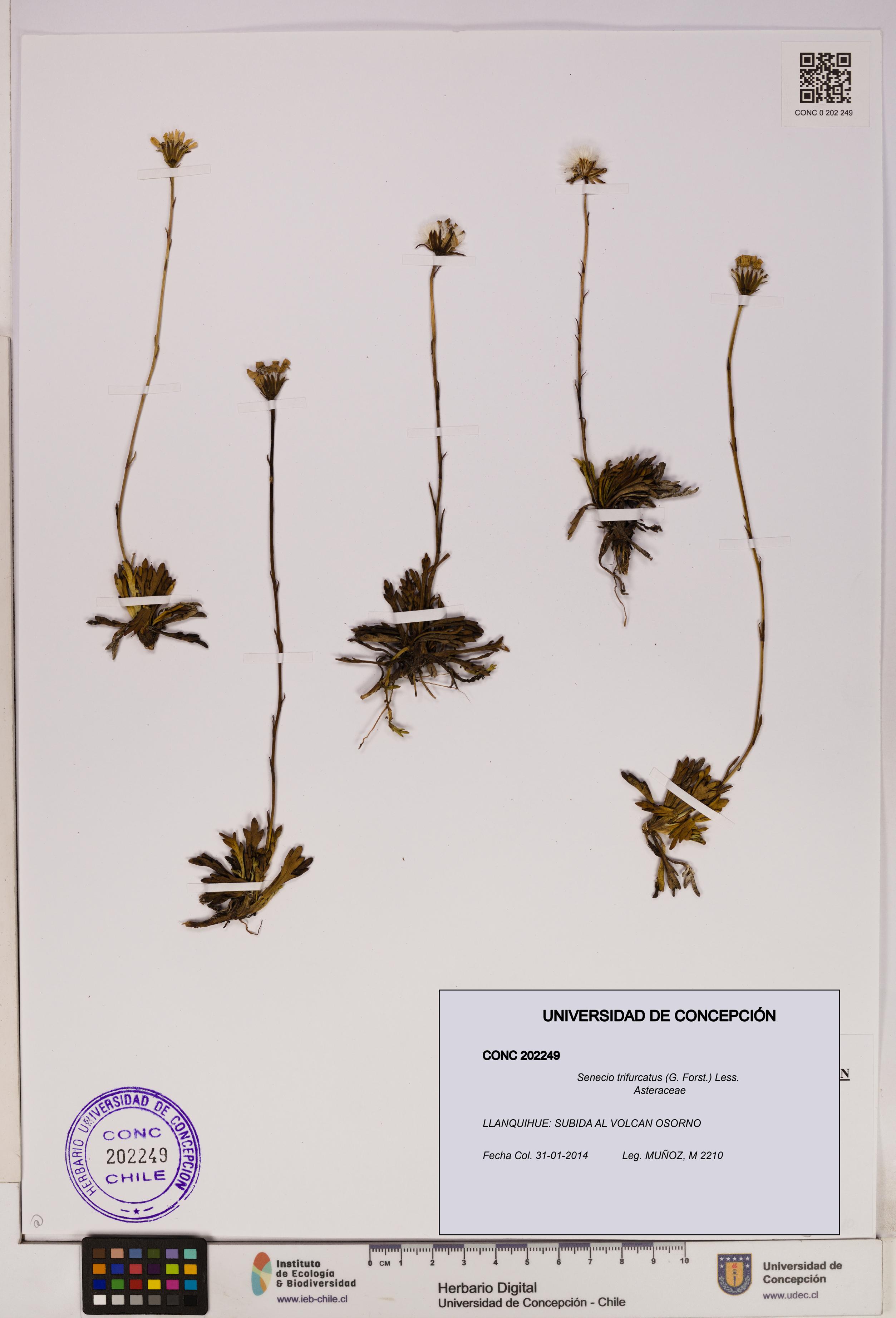 Senecio trifurcatus [Espécimen: UDEC:CONC:0202249]