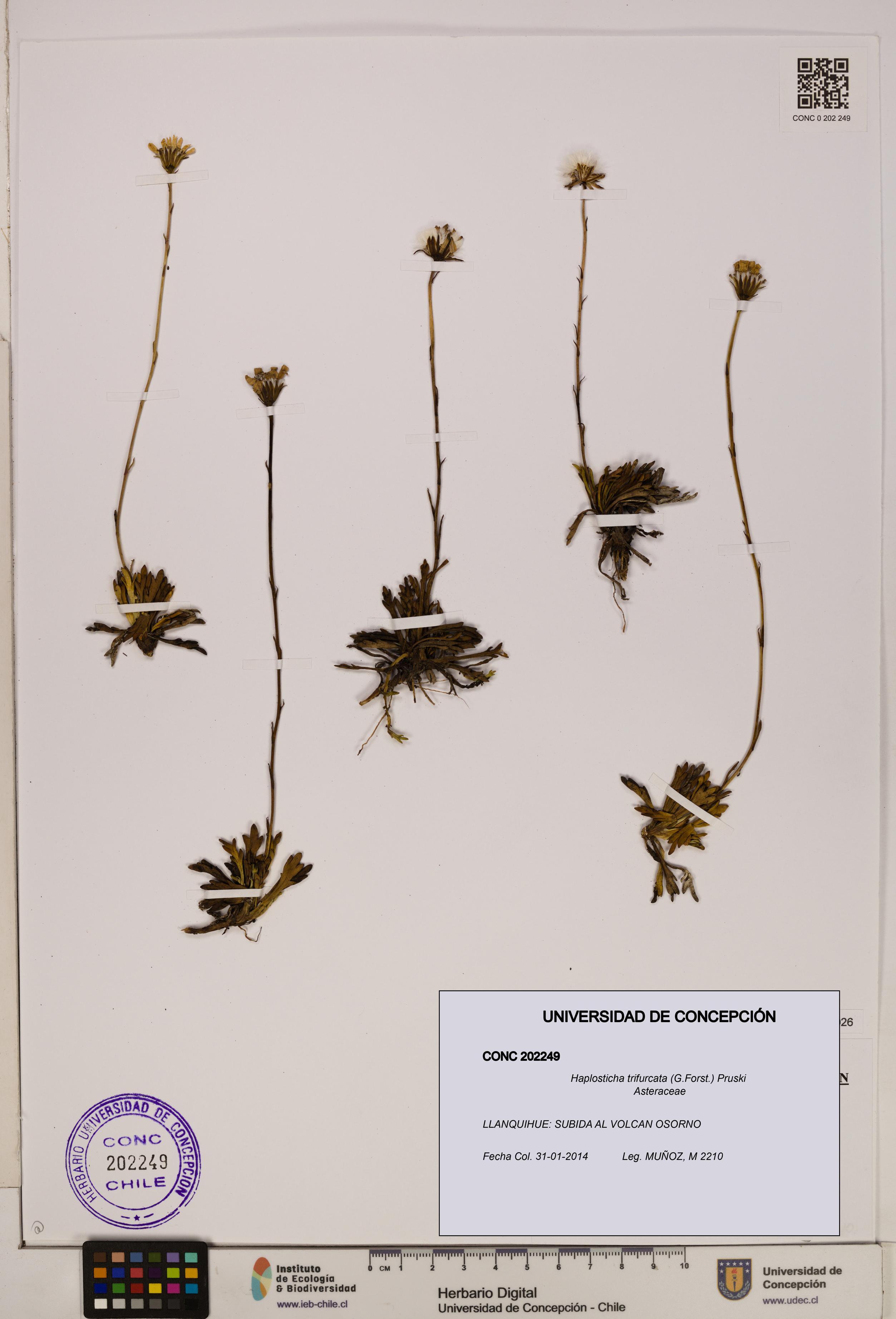 Haplosticha trifurcata [Espécimen: UDEC:CONC:0202249]