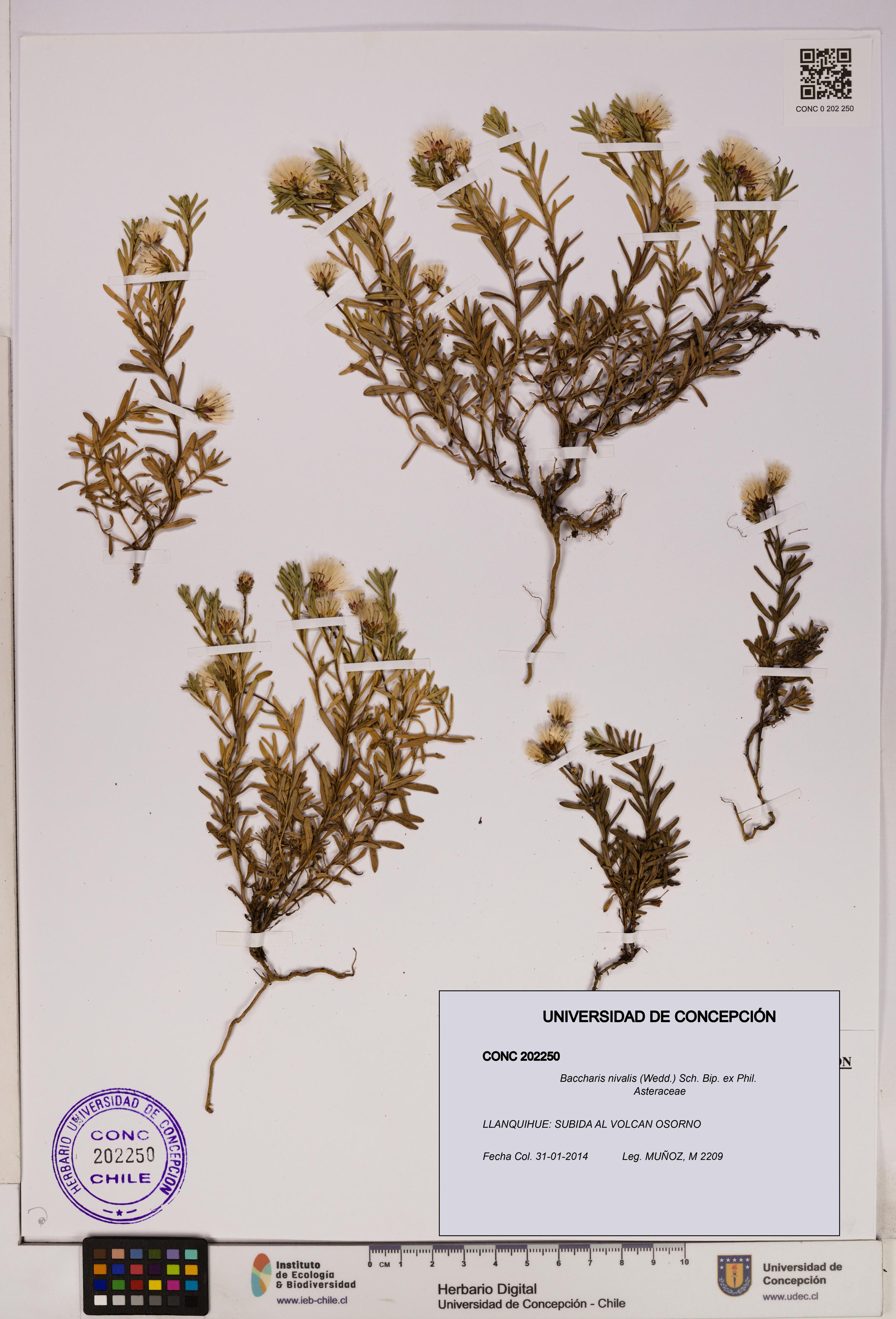 Baccharis nivalis [Espécimen: UDEC:CONC:0202250]