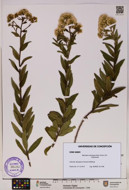 Baccharis racemosa [Espécimen: UDEC:CONC:0202251]
