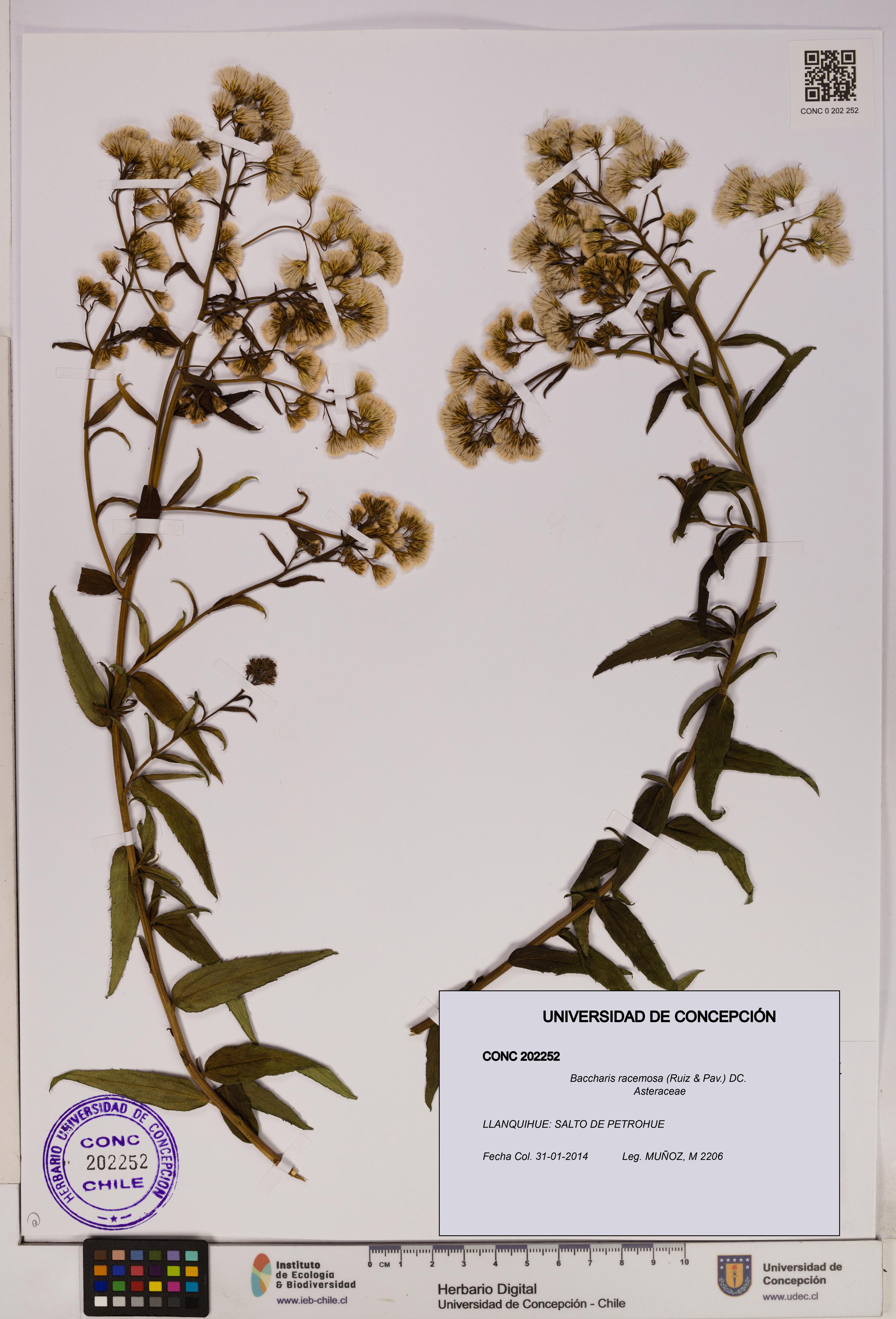 Baccharis racemosa [Espécimen: UDEC:CONC:0202252]