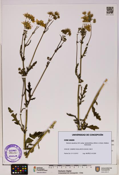 Senecio aquaticus subsp. barbareifolius [Espécimen: UDEC:CONC:0202253]