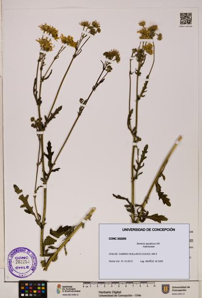 Senecio aquaticus [Espécimen: UDEC:CONC:0202253]