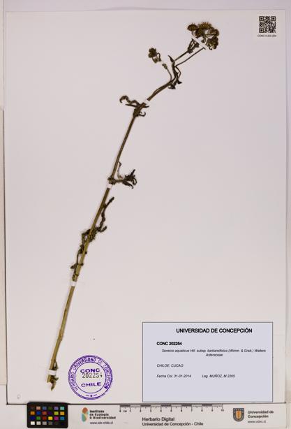 Senecio aquaticus [Espécimen: UDEC:CONC:0202254]