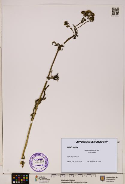 Senecio aquaticus [Espécimen: UDEC:CONC:0202254]