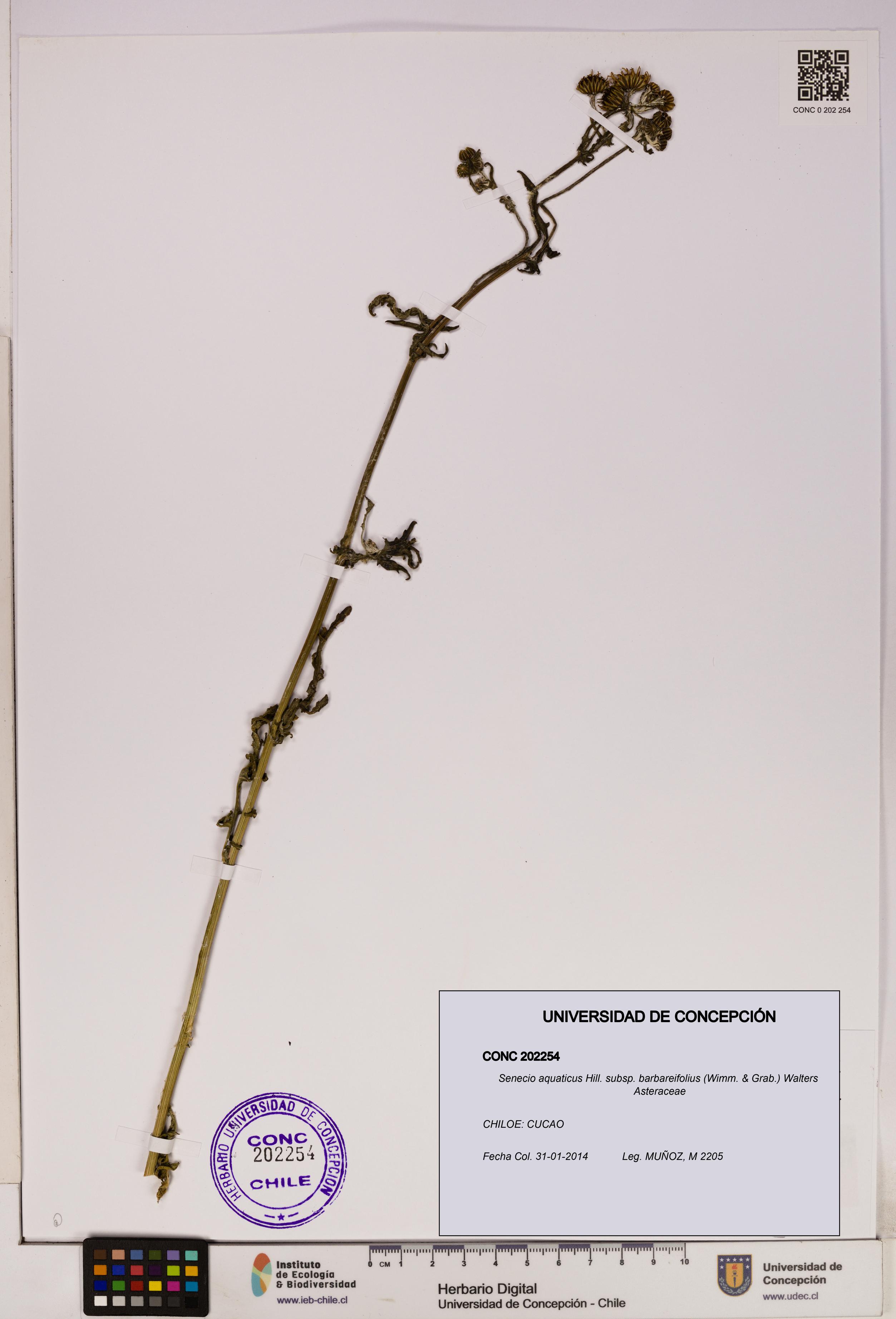 Senecio aquaticus [Espécimen: UDEC:CONC:0202254]