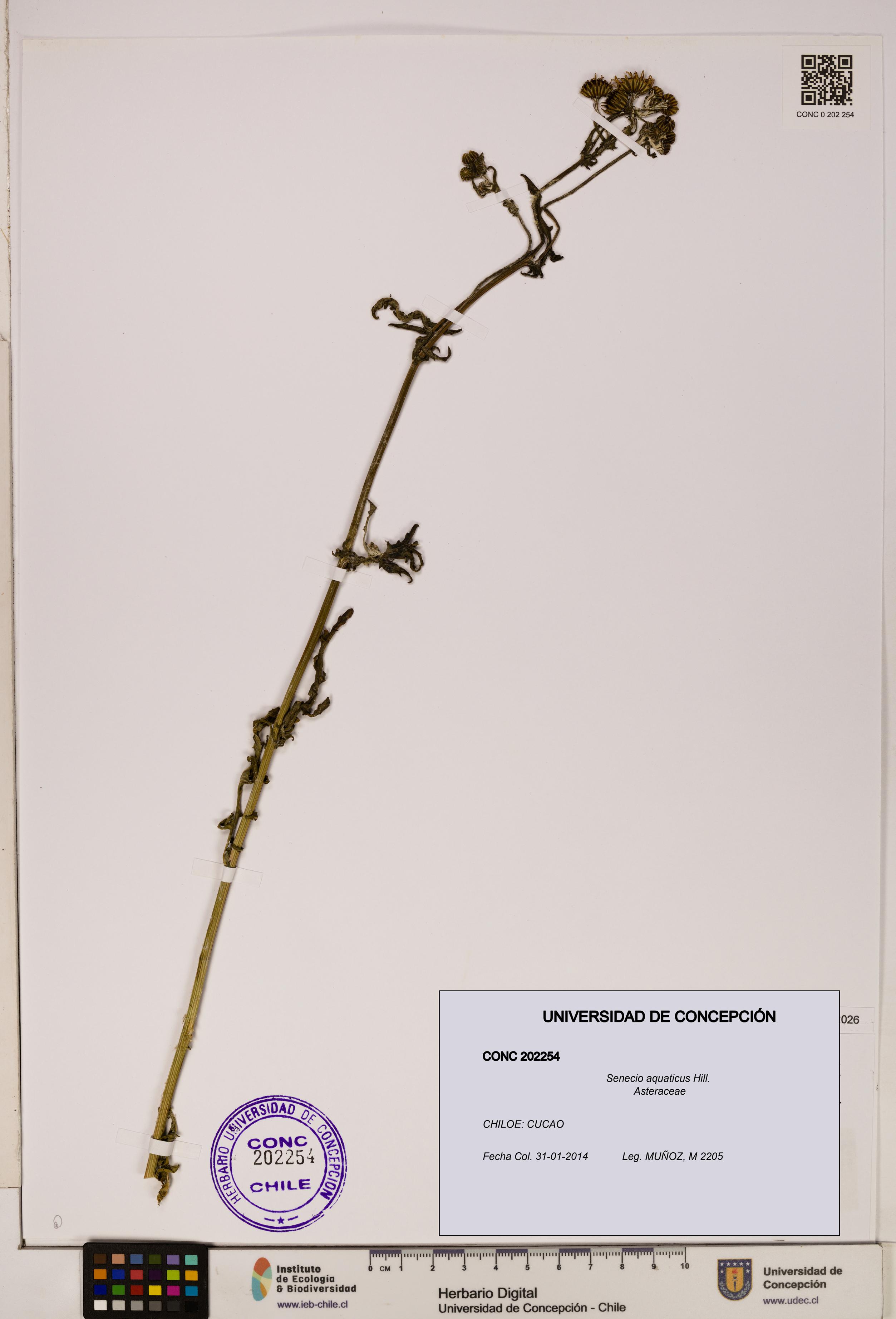 Senecio aquaticus [Espécimen: UDEC:CONC:0202254]