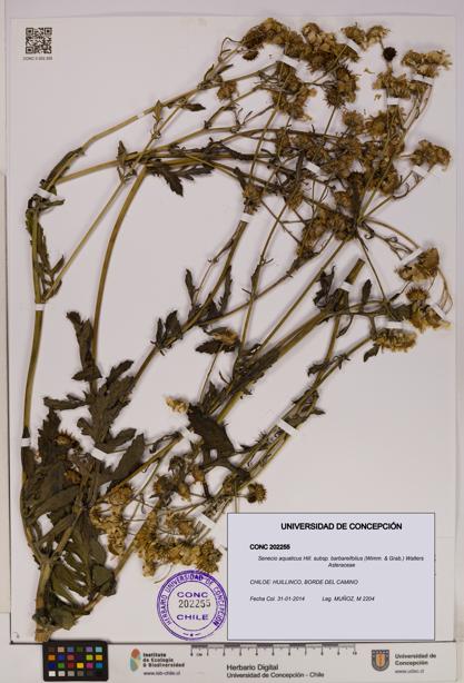 Senecio aquaticus [Espécimen: UDEC:CONC:0202255]