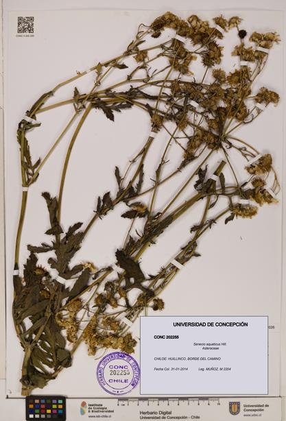 Senecio aquaticus [Espécimen: UDEC:CONC:0202255]