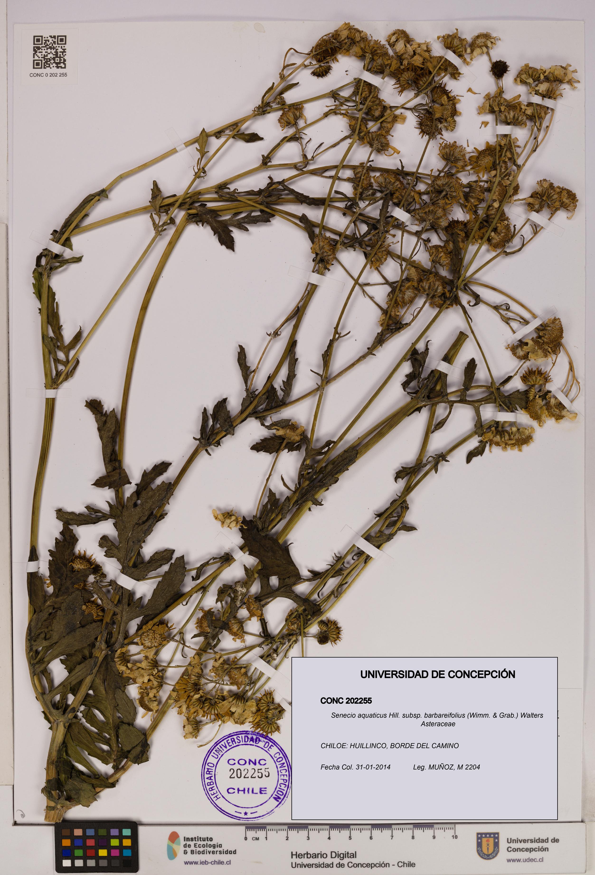 Senecio aquaticus [Espécimen: UDEC:CONC:0202255]