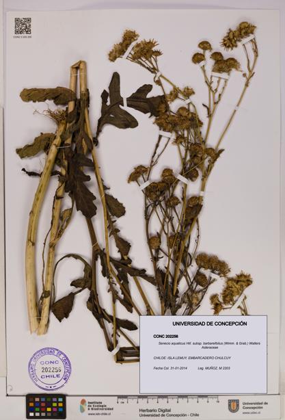 Senecio aquaticus subsp. barbareifolius [Espécimen: UDEC:CONC:0202256]
