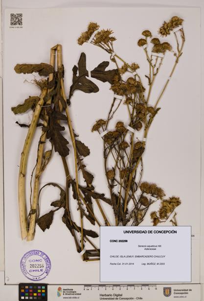 Senecio aquaticus [Espécimen: UDEC:CONC:0202256]