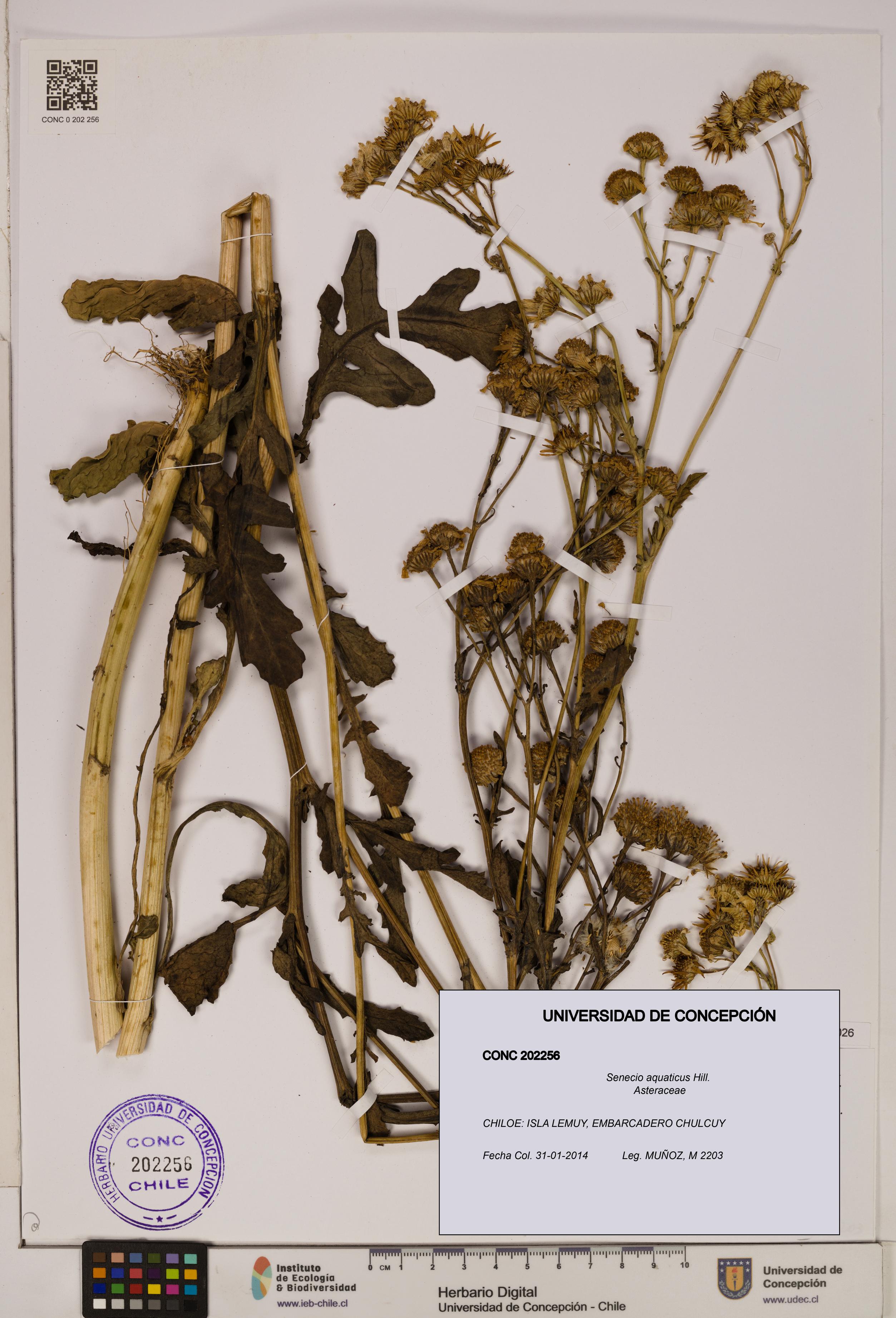 Senecio aquaticus [Espécimen: UDEC:CONC:0202256]