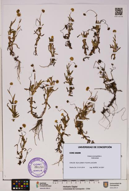 Cotula coronopifolia [Espécimen: UDEC:CONC:0202258]