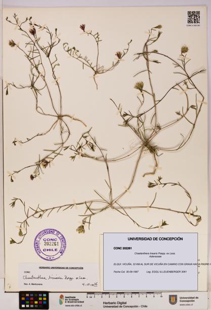 Chaetanthera linearis [Espécimen: UDEC:CONC:0202261]