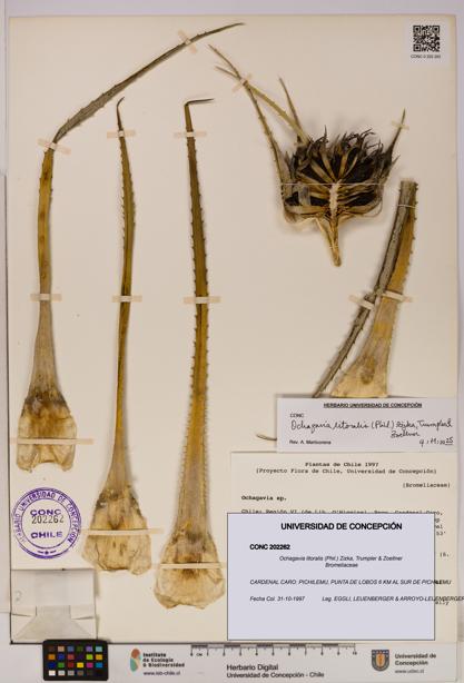 Ochagavia litoralis [Espécimen: UDEC:CONC:0202262]