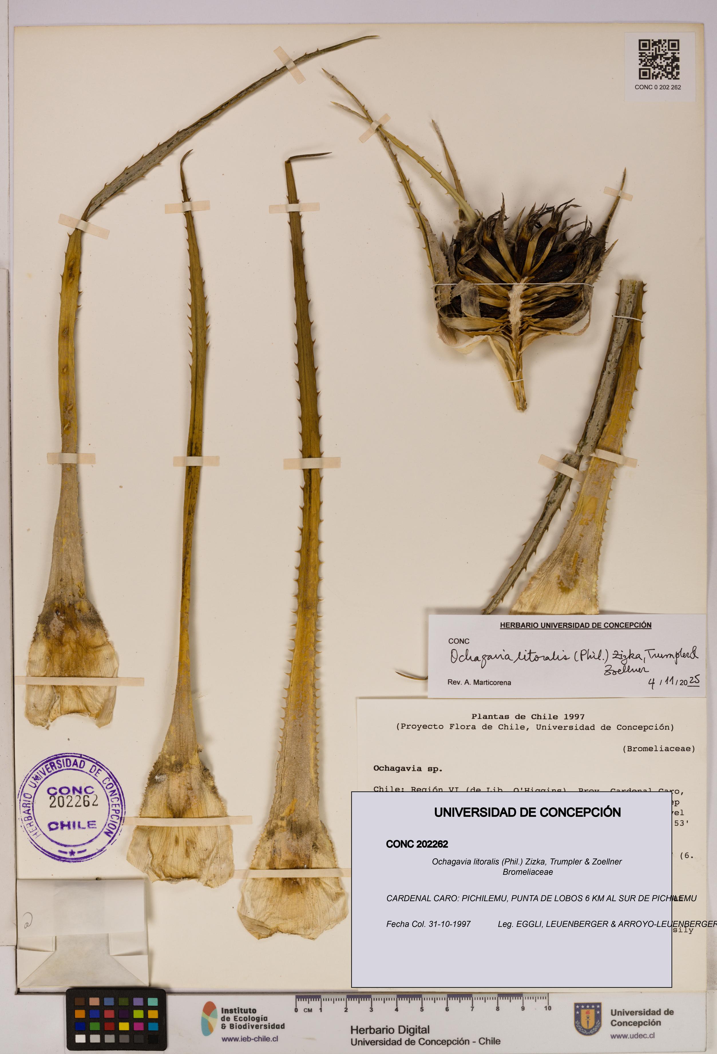 Ochagavia litoralis [Espécimen: UDEC:CONC:0202262]