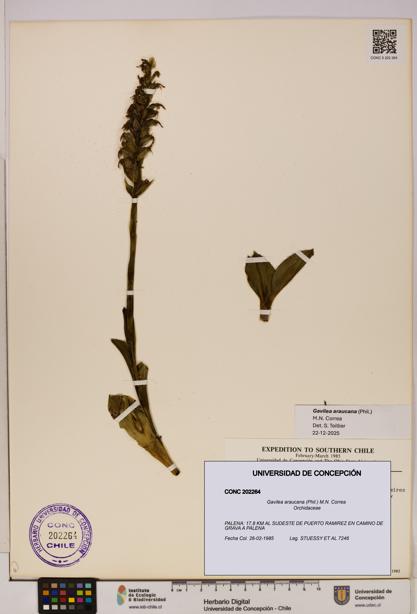 Gavilea araucana [Espécimen: UDEC:CONC:0202264]