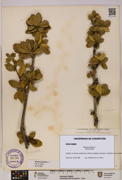 Berberis ilicifolia [Espécimen: UDEC:CONC:0202266]
