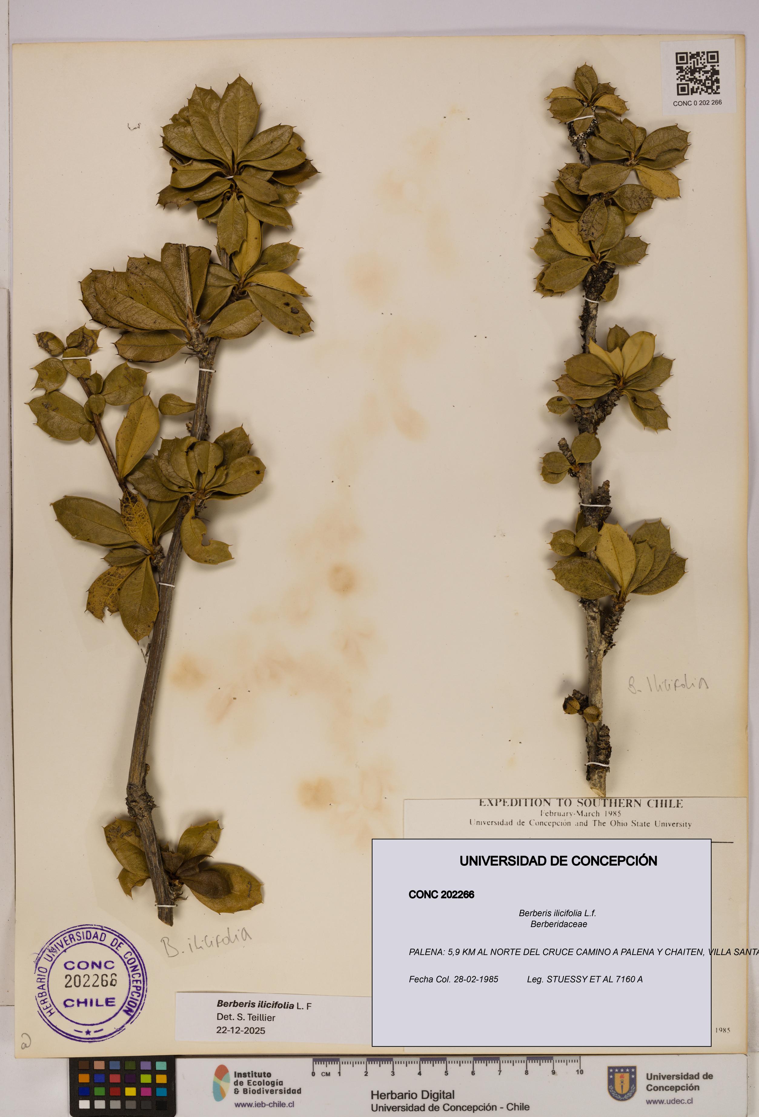 Berberis ilicifolia [Espécimen: UDEC:CONC:0202266]