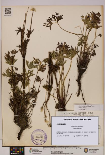 Anemone multifida [Espécimen: UDEC:CONC:0202268]
