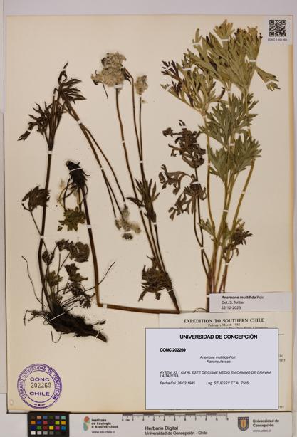 Anemone multifida [Espécimen: UDEC:CONC:0202269]