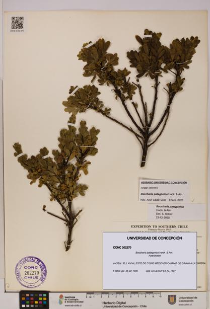 Baccharis patagonica [Espécimen: UDEC:CONC:0202270]