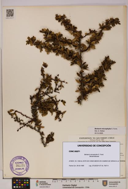 Berberis microphylla [Espécimen: UDEC:CONC:0202271]