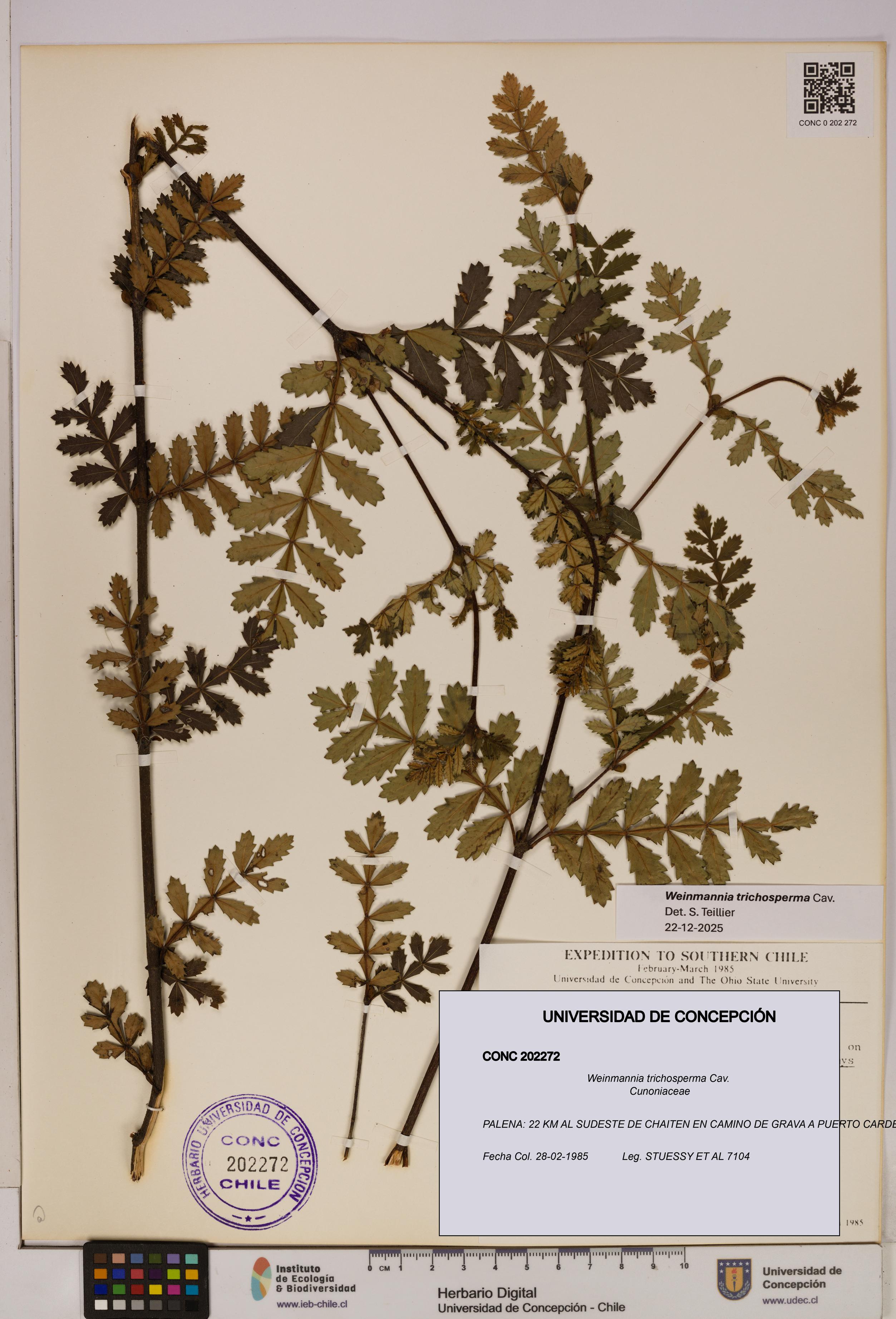 Weinmannia trichosperma [Espécimen: UDEC:CONC:0202272]