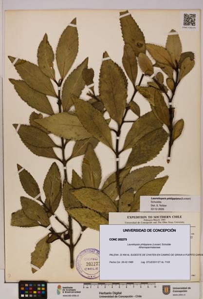 Laureliopsis philippiana [Espécimen: UDEC:CONC:0202273]