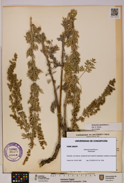 Artemisia absinthium [Espécimen: UDEC:CONC:0202275]
